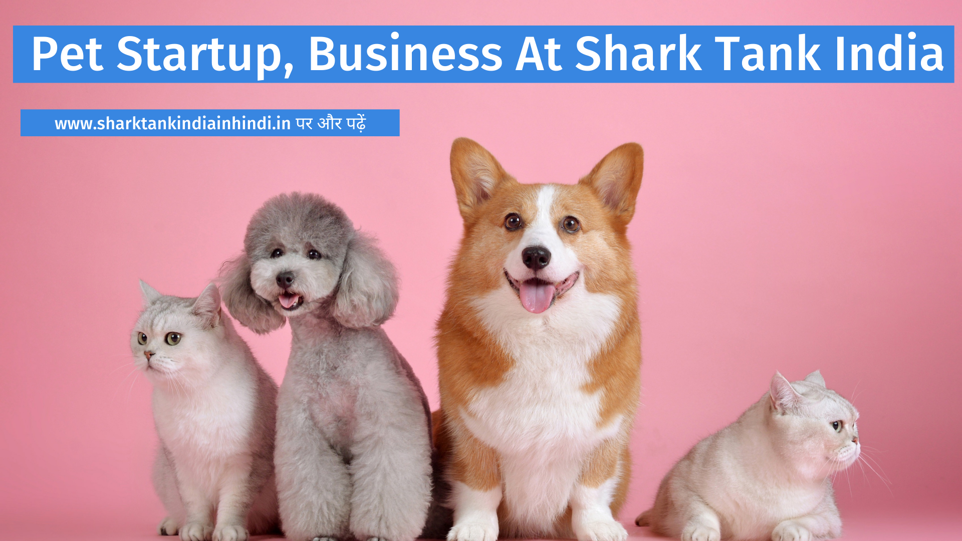 Pet Startup, Business At Shark Tank India (4)